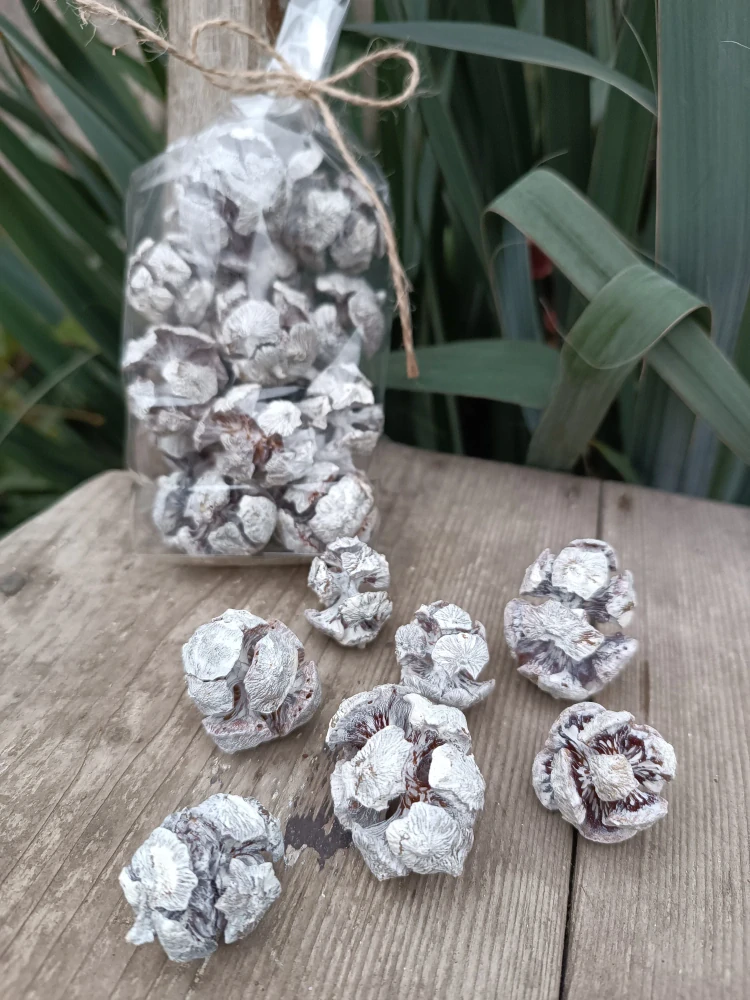 Bílé cypřišové šišky 