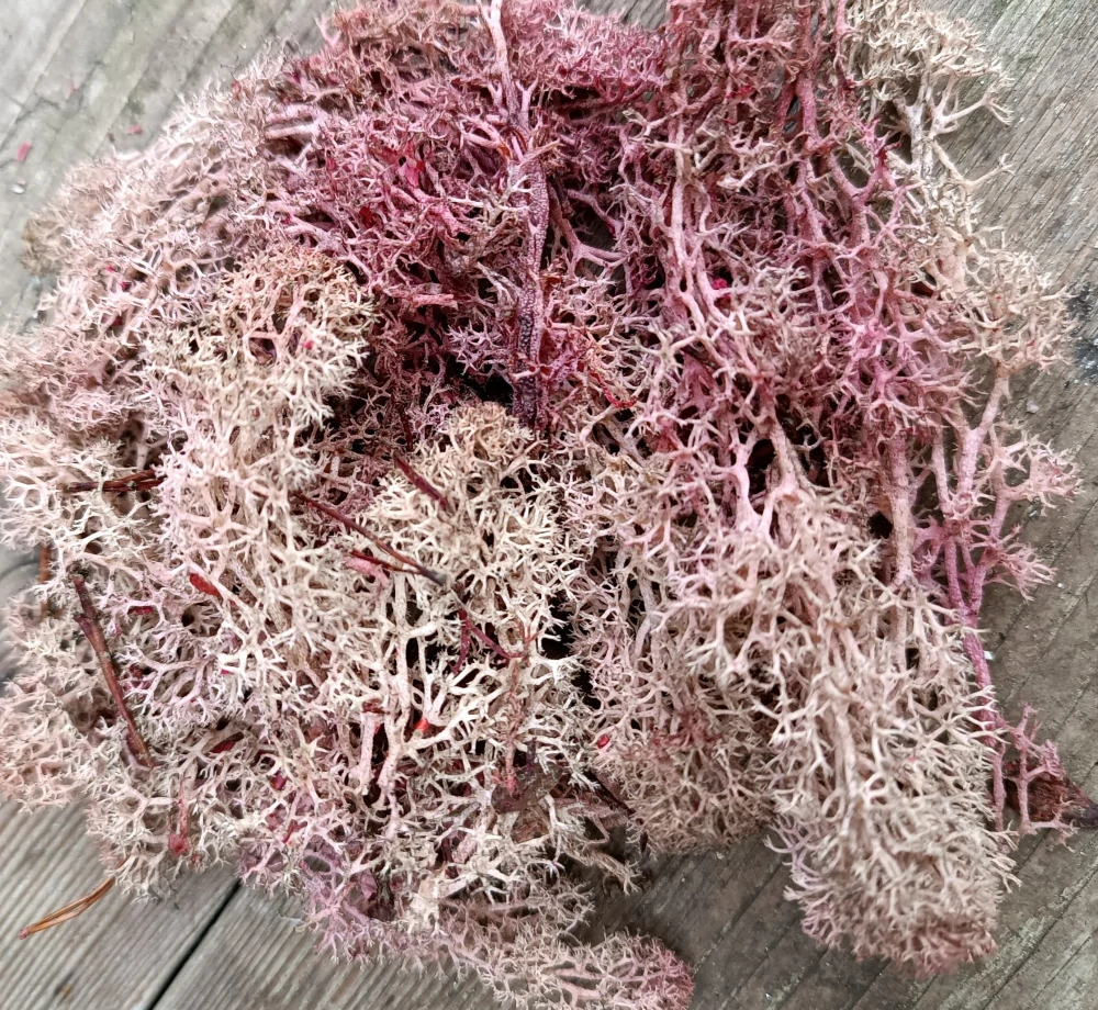 Stabilizovaný mech starorůžový