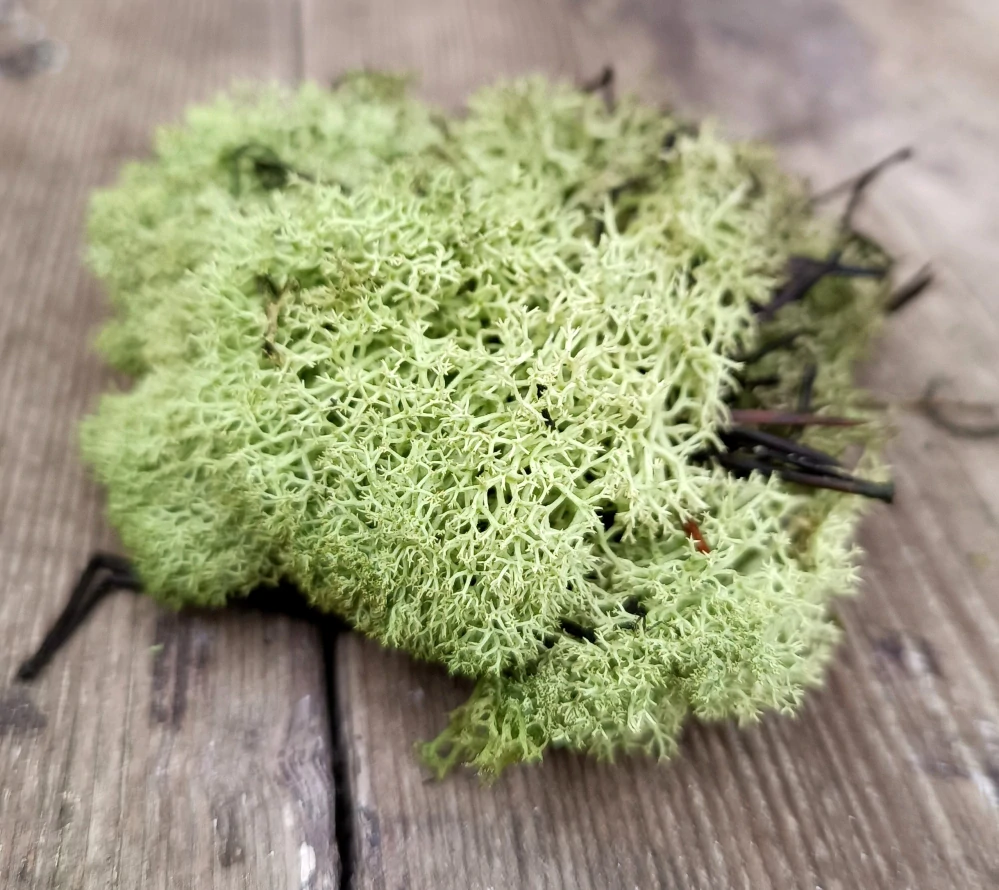 Světle zelenkavý stabilizovaný mech