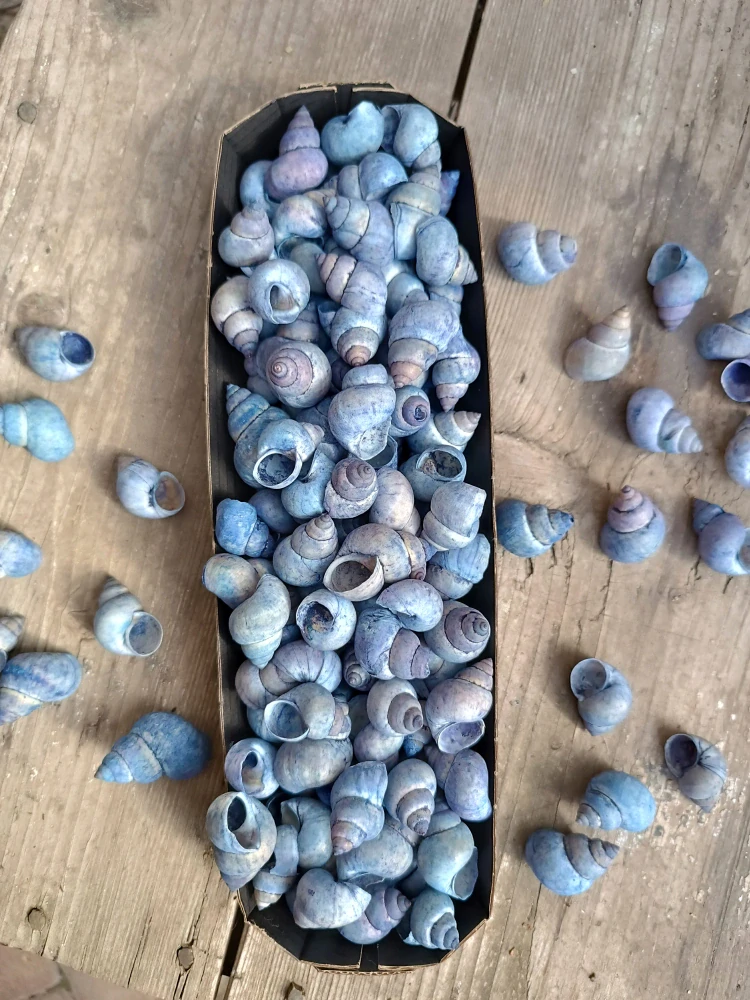 Modré šnečí ulity 