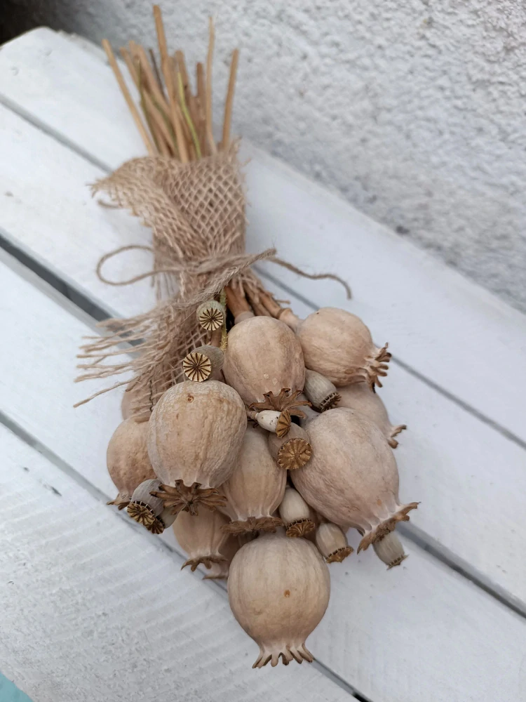 Makovice a makovičky 