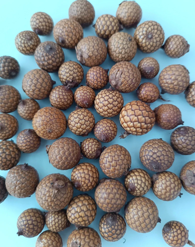Rattan Fruit 