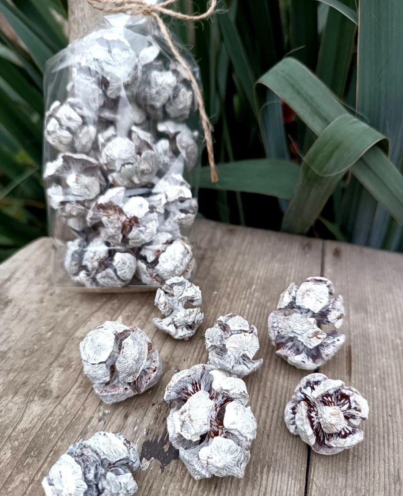 Bílé cypřišové šišky 