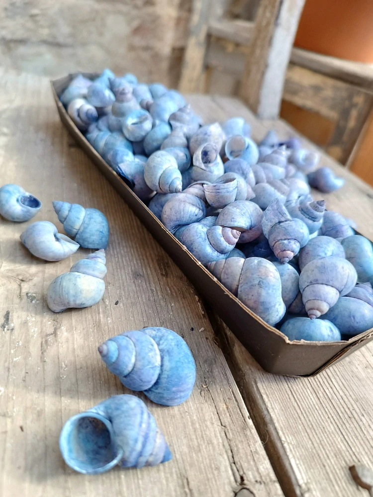 Modré šnečí ulity 