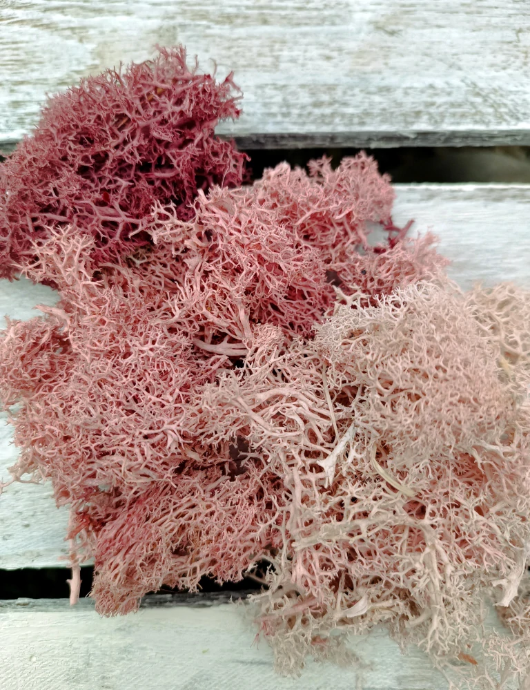 Stabilizovaný mech mix růžové 