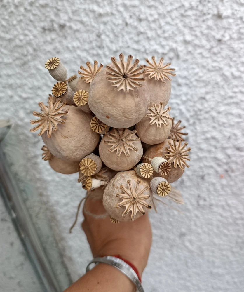 Makovice a makovičky 