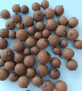 Rattan Fruit 