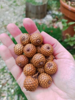 Rattan Fruit