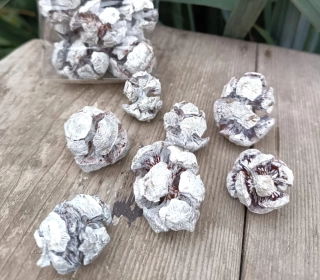 Bílé cypřišové šišky 