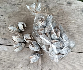 Plody bakuli bělené 