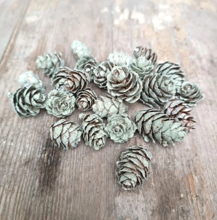 Zelené modřínové šištičky 