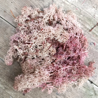 Stabilizovaný mech starorůžový