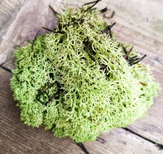 Světle zelenkavý stabilizovaný mech
