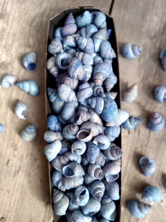 Modré šnečí ulity 