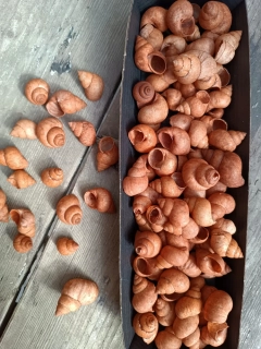 Hnědé šnečí ulity 