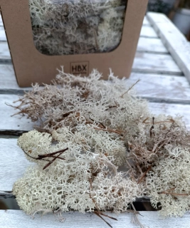 Bělený stabilizovaný mech