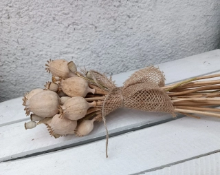 Makovice a makovičky 